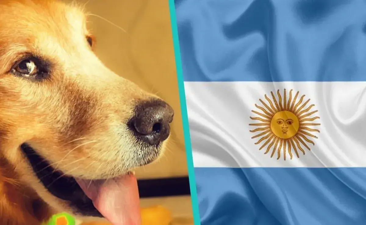 Los 3 hoteles para perros mejor rankeados en Argentina