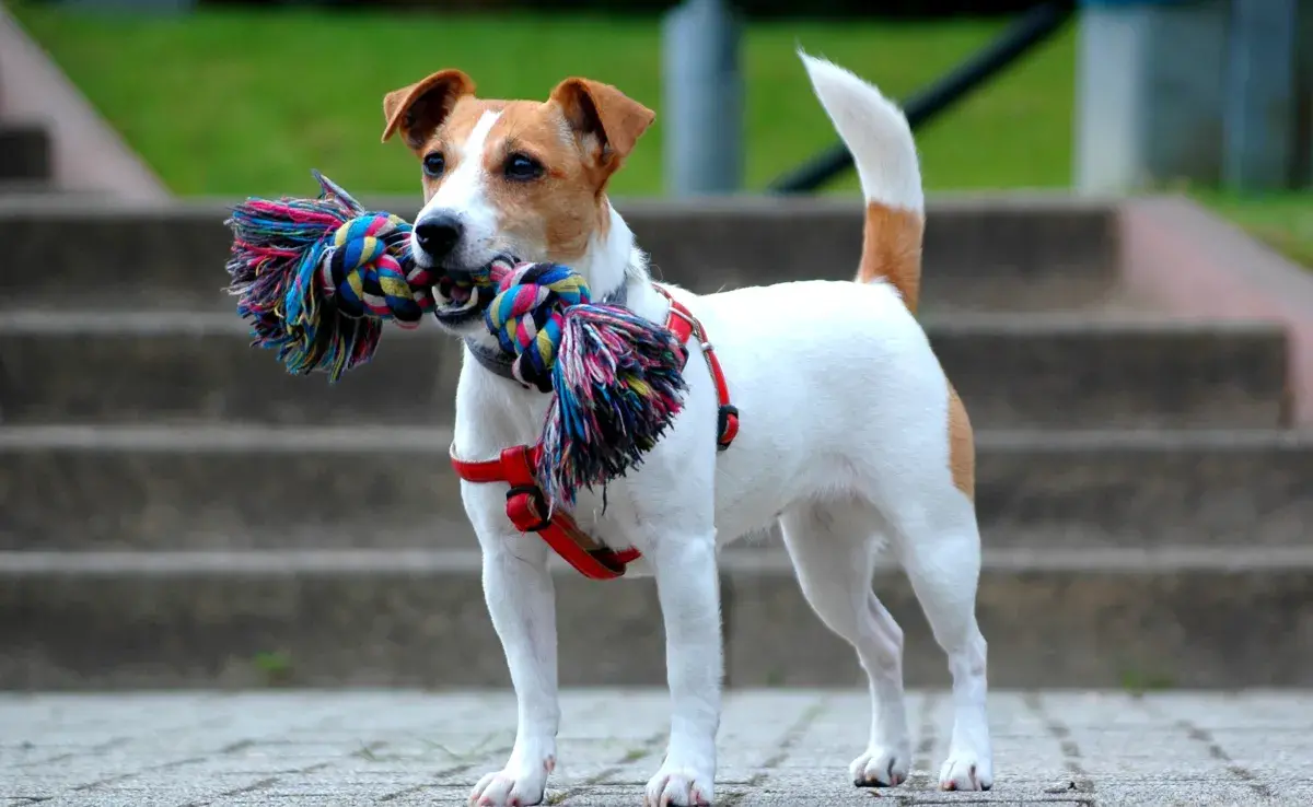 6 datos curiosos sobre el carácter del Jack Russell Terrier 