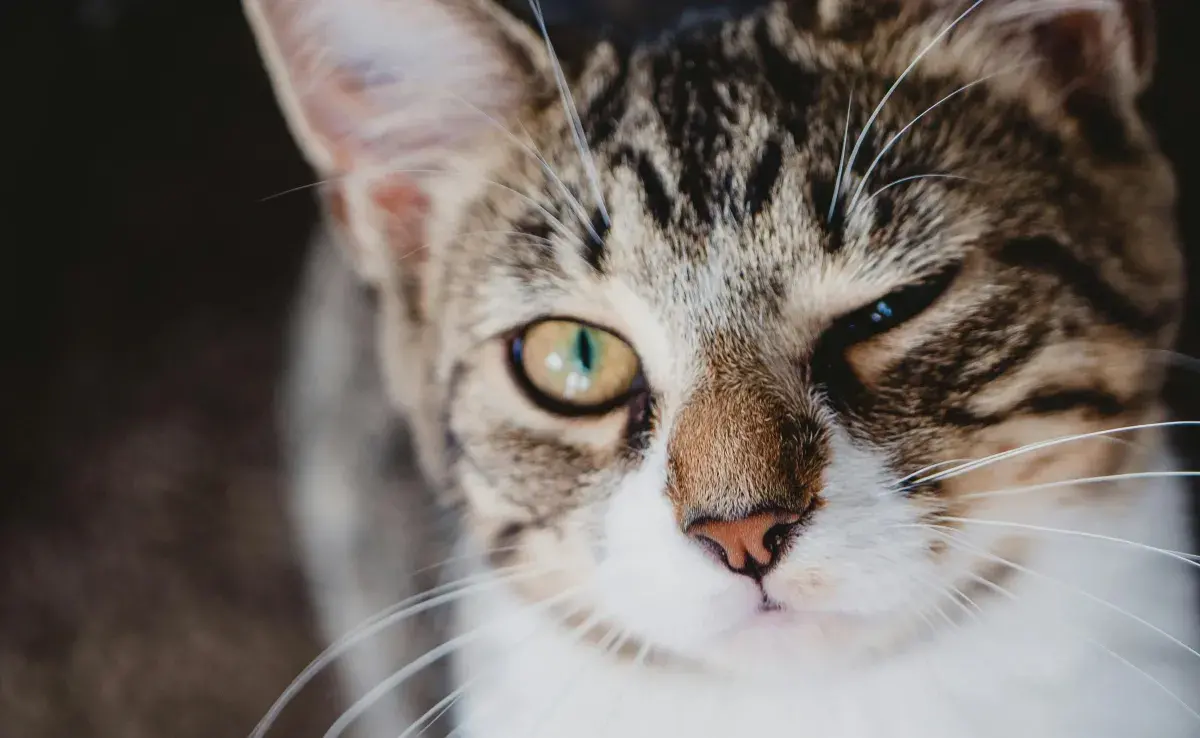 Cómo cuidar de un gato ciego en casa