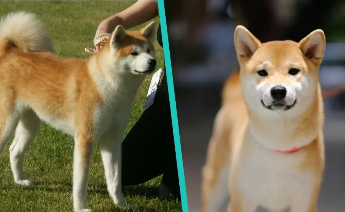 Cómo diferenciar un perro Akita de un Shiba Inu