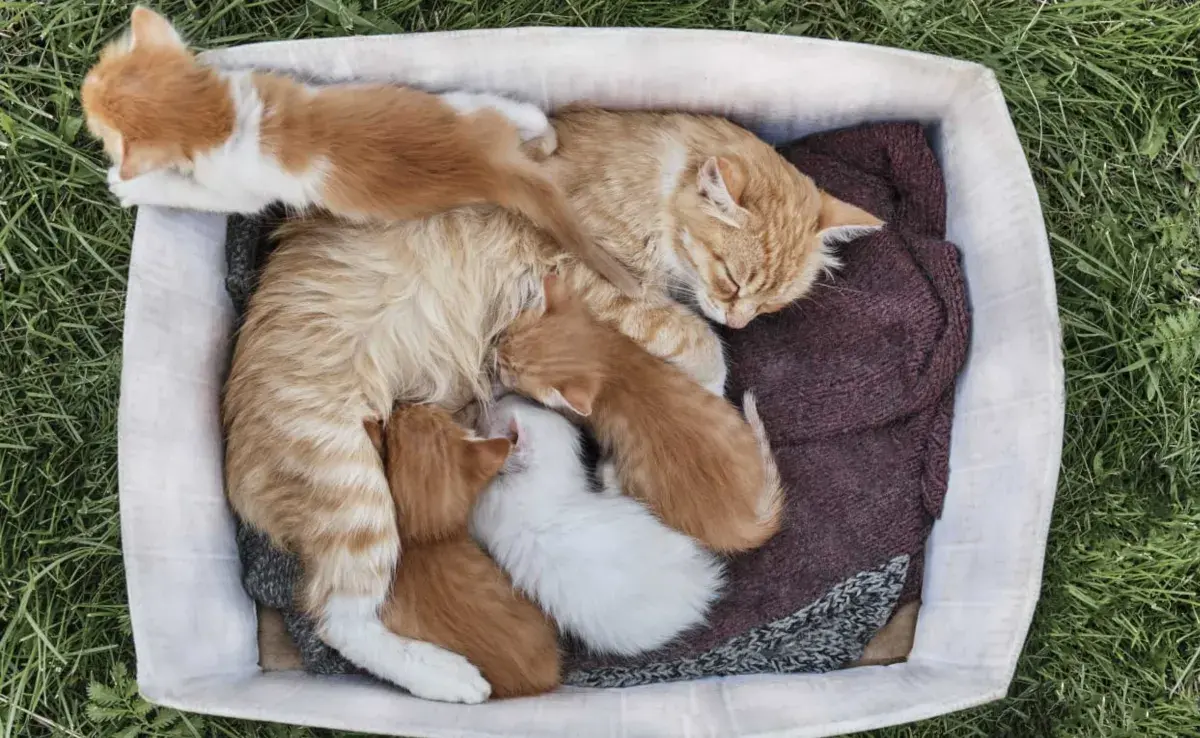 Camada de gatitos junto a su mamá. Foto: Envato/2ikononova