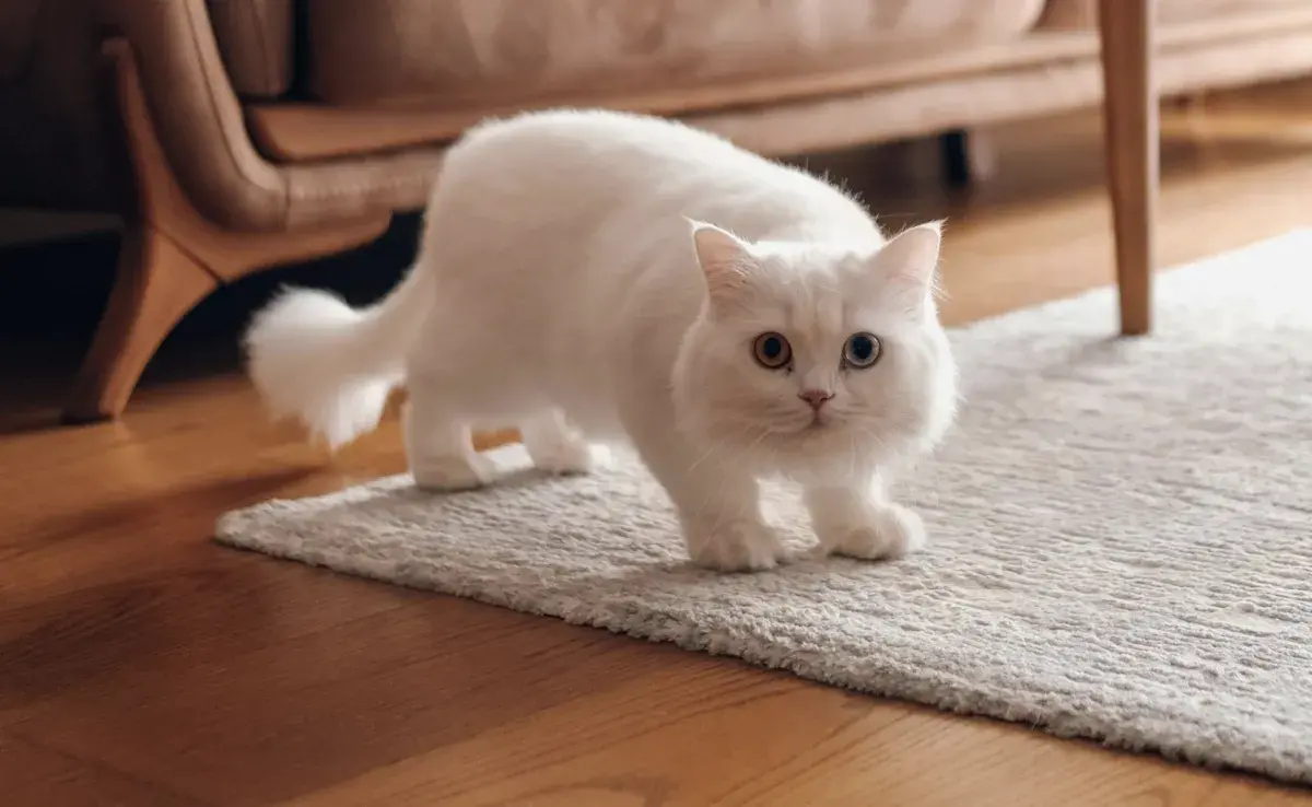 Así luce un gato Munchkin. Foto: Pexels