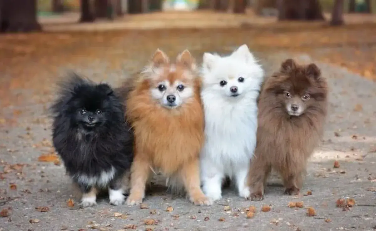 ¿Cuántos tipos de pomeranian existen?