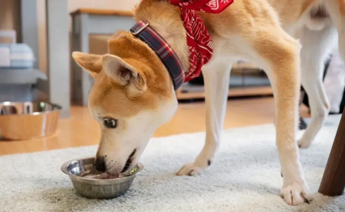 Comida húmeda para perros ¡Excelente para los de edad avanzada!