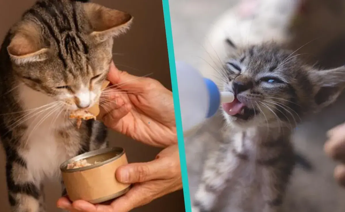 ¿Cuál es la mejor comida para gatos bebés?