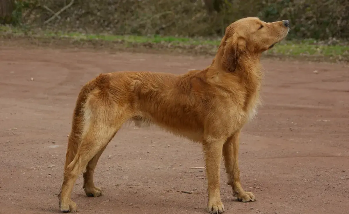 ¿Hasta qué edad crecen los perros?