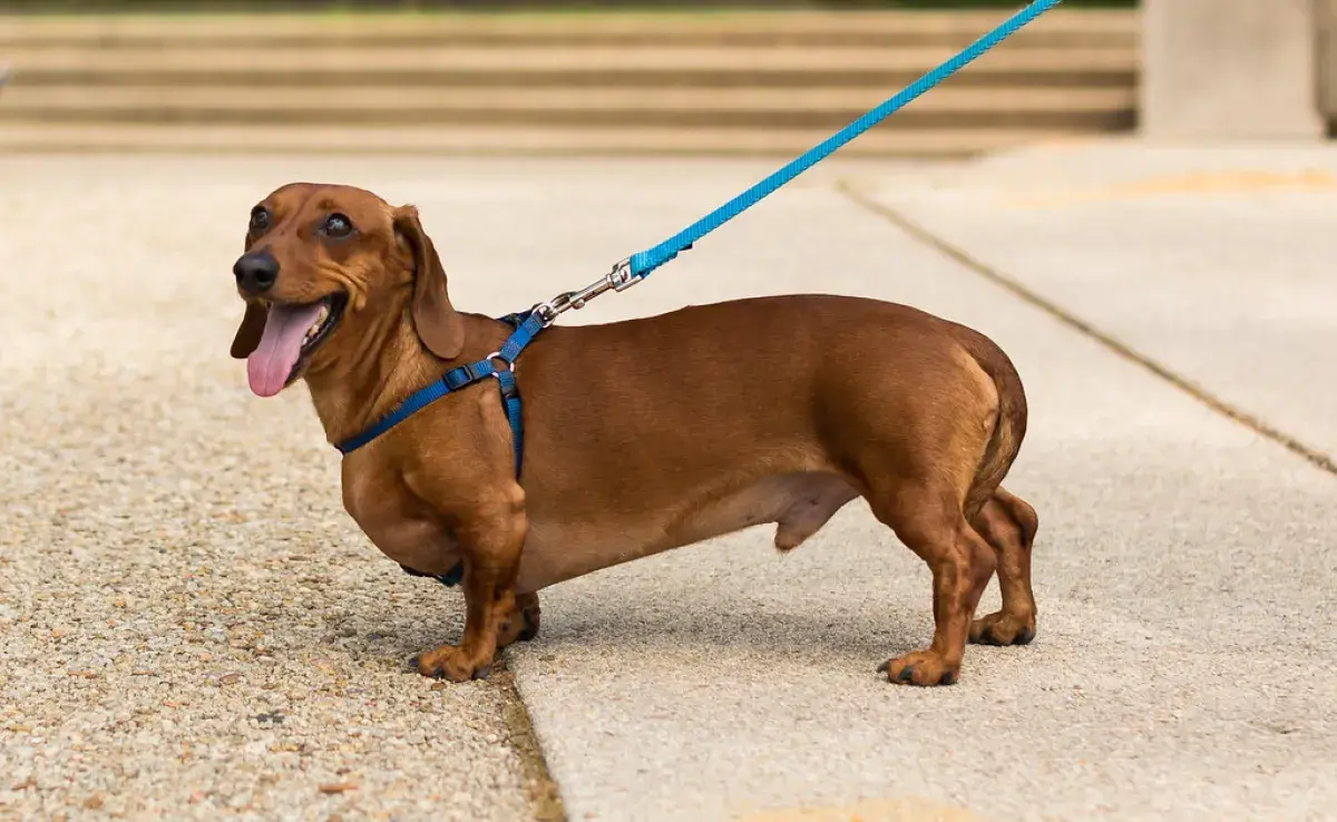 Cuida la espalda de tu perro salchicha, es muy importante