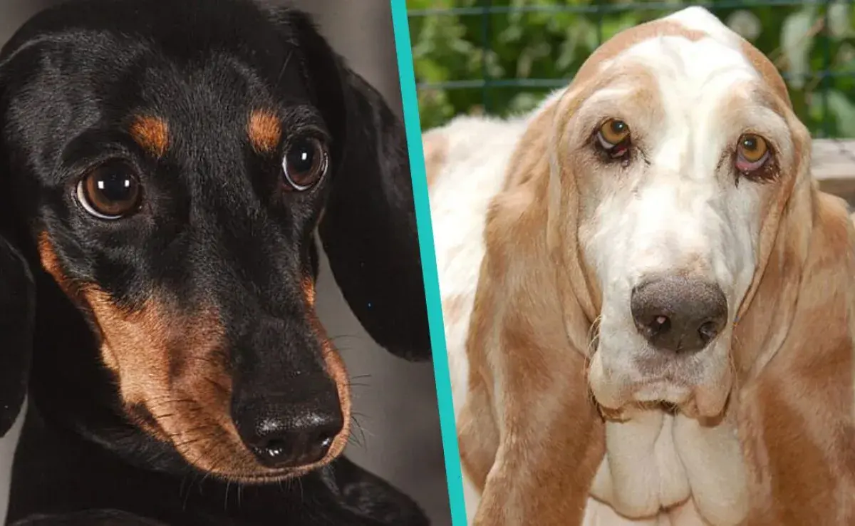 Diferencias entre el perro Dachshund y el Basset Hound