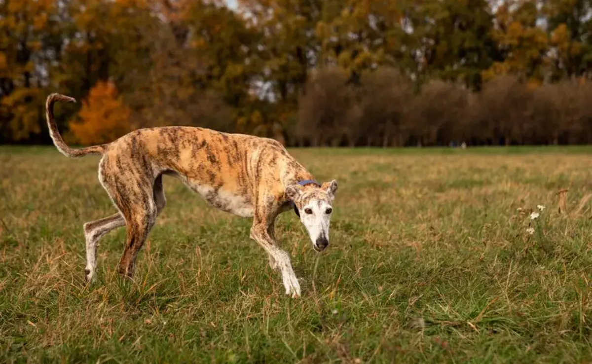 4 razones por las que debes adoptar a un Galgo