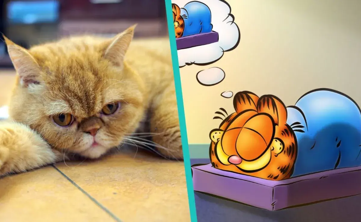 ¿Qué raza de gato es Garfield?