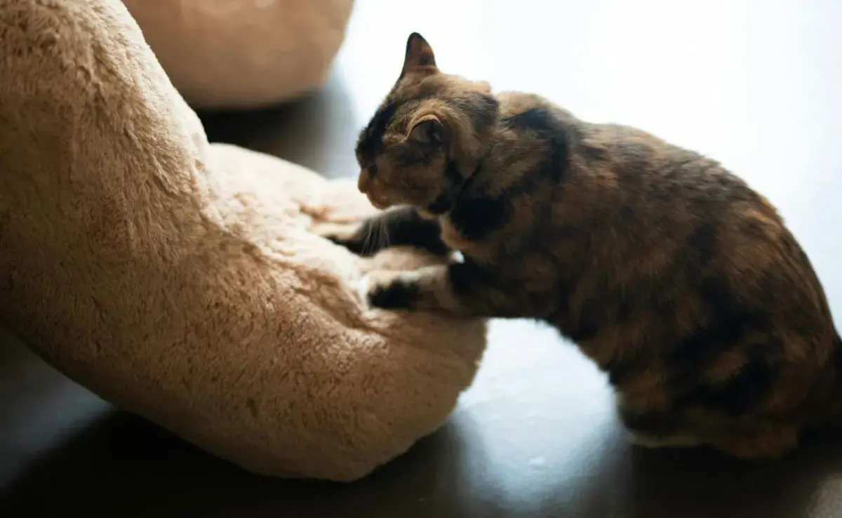 Por qué los gatos amasan