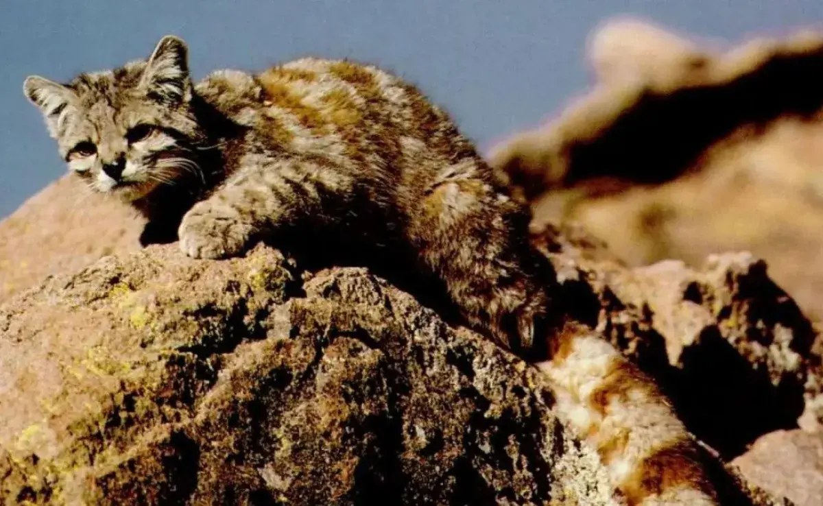 Gato andino o Gato de los Andes, ¡en peligro de extinción!