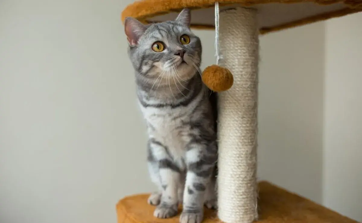 Gimnasio casero para gatos, ¡No es necesario gastar mucho!