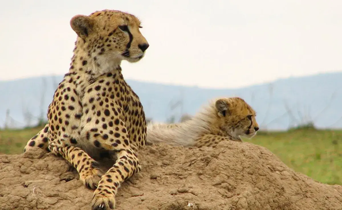 Qué animales salvajes son parte de la familia de los gatos 