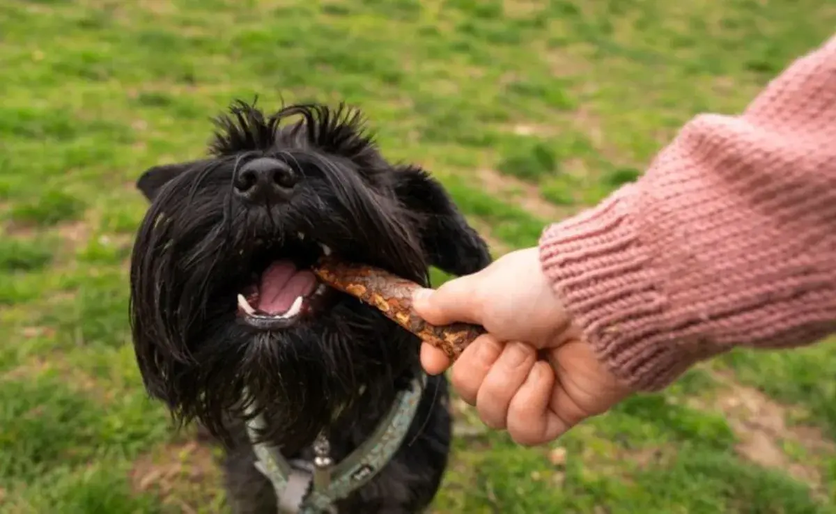 ¡Huesos que no debes de darle a tu perro!