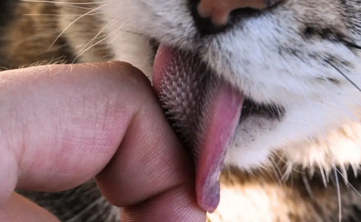 ¿Por qué la lengua de los gatos es rasposa?