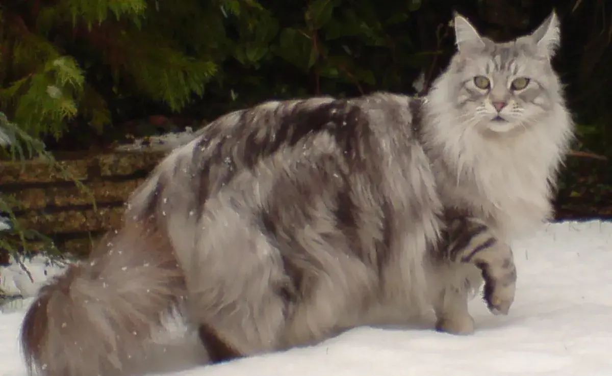 Maine Coon, ¡conoce al gato gigante!