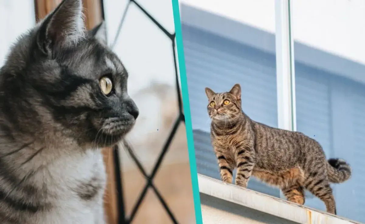 Estos son los motivos por los que no debes dejar salir a tu gato de casa