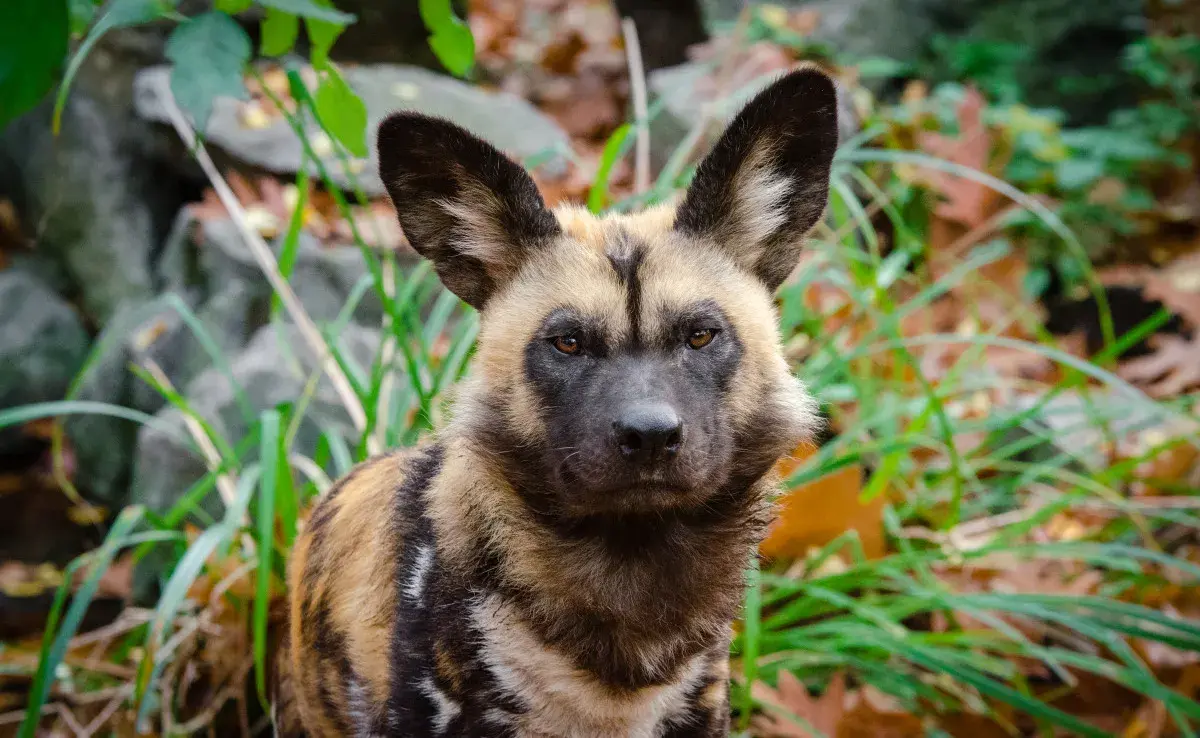 Perros africanos llegan al zoologico de Calí