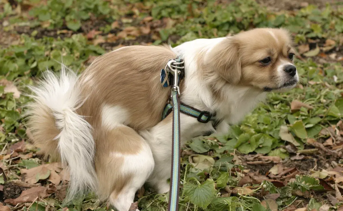 ¿Por qué los perros caminan en círculos antes de hacer del baño? 