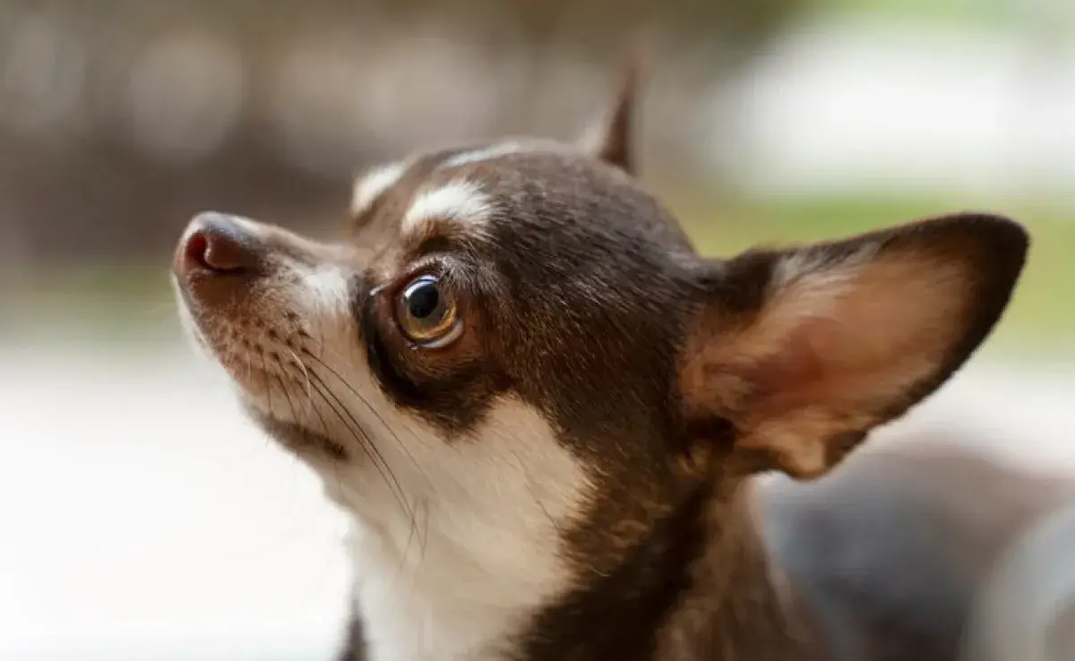 ¿Por qué los perros Chihuahua tiemblan tanto? 