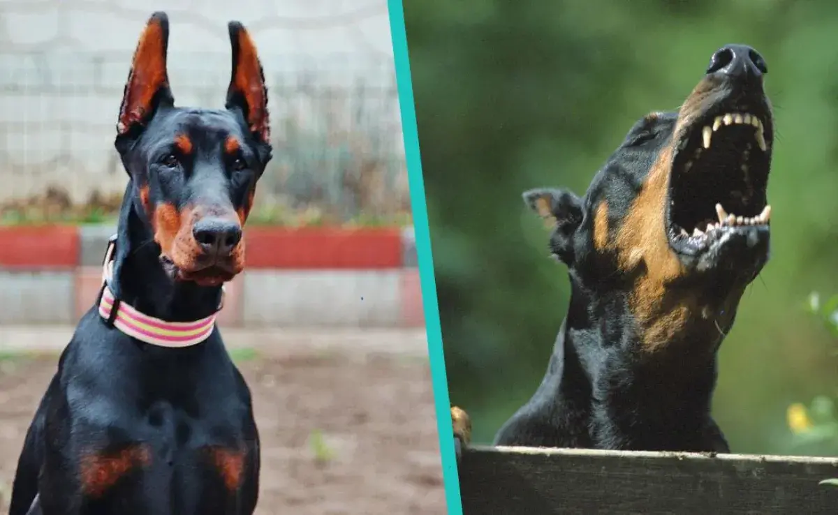 Perro Doberman desconoce a sus tutores en la noche, ¿mito o realidad?