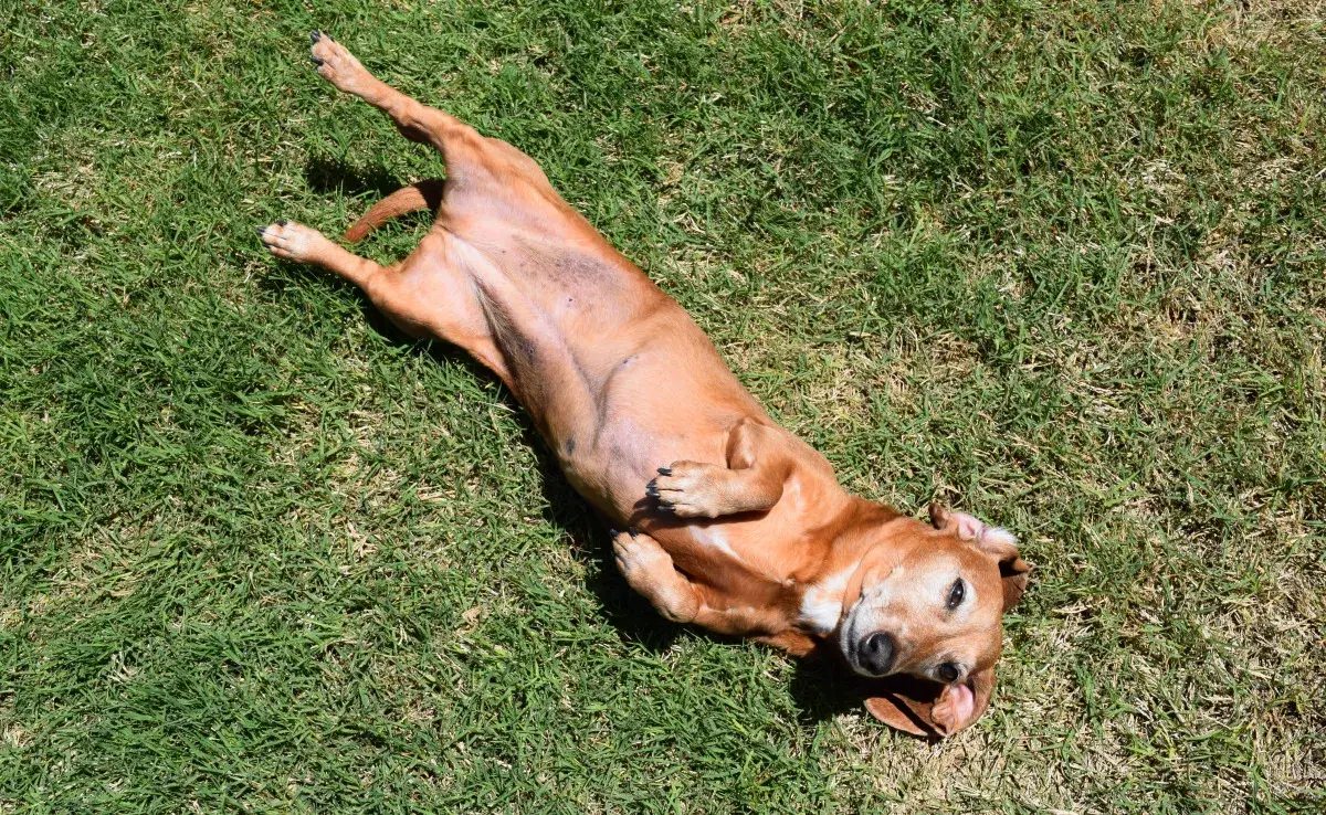 Crea un espacio tranquilo con hierbas aromáticas seguras para perros.