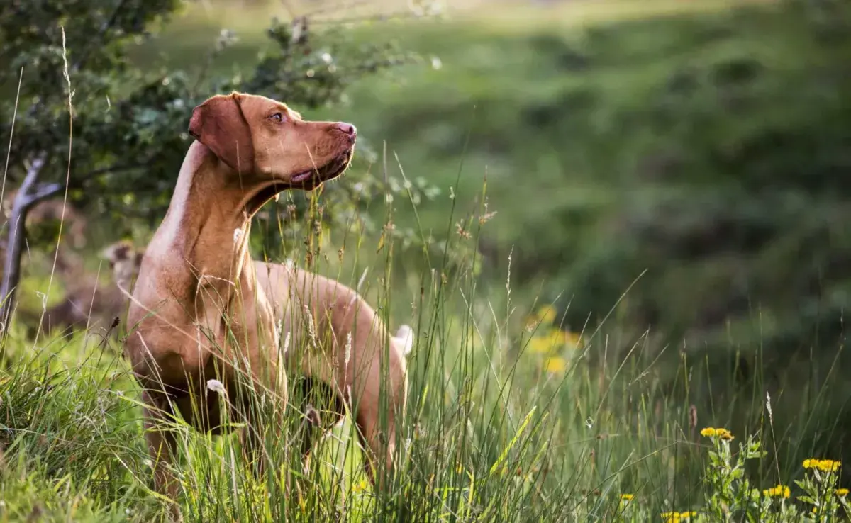 Perro café atento a su entorno. Foto: Envato/Mint_Images