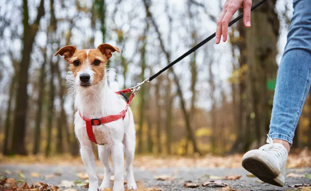 Perro paseando con pechera. Foto: Envato/Lazy_Bear