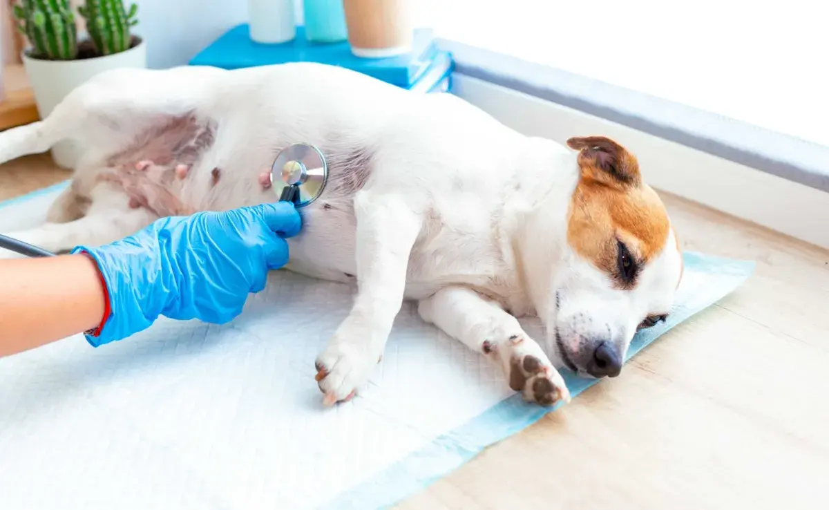 Perrito siendo revisado por el veterinario. Foto: Envato/duryaginanatalia