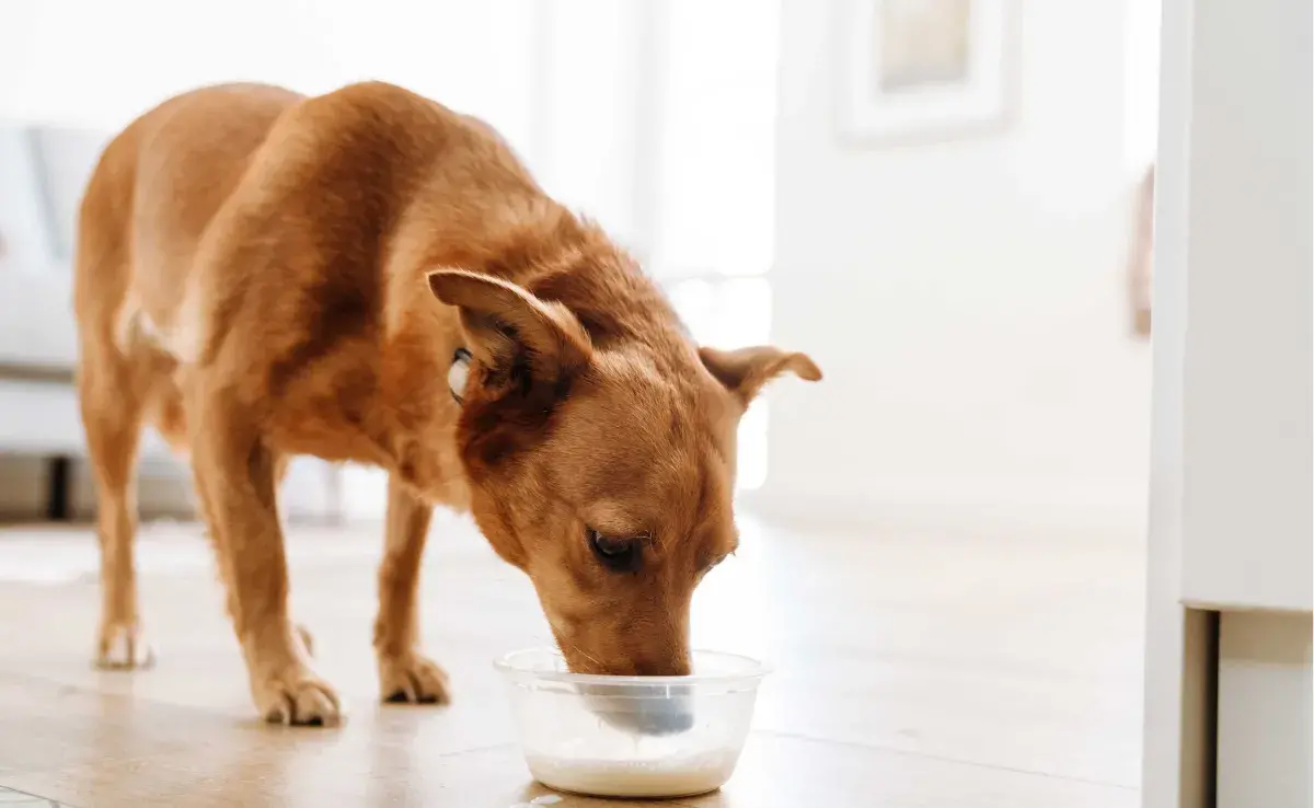 perro tomando leche. Foto: Envato/vadymvdrobot