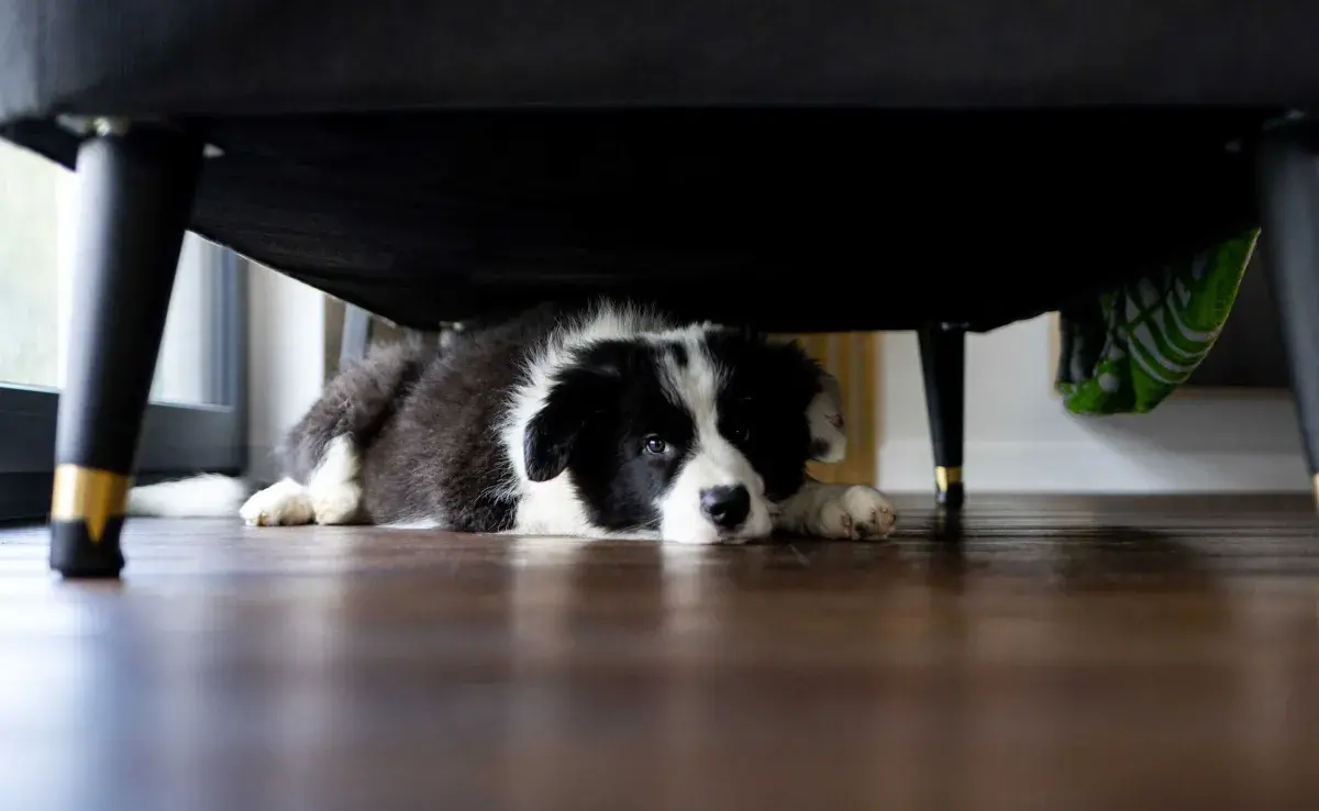 Perro triste debajo de la silla. Foto: Envato/leszekglasner