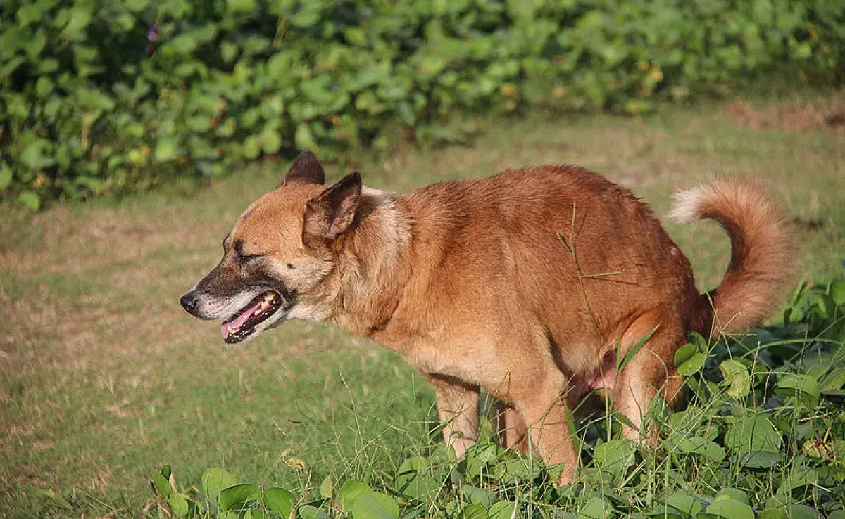 Por qué mi perro arrastra el trasero, ¿qué debo hacer?