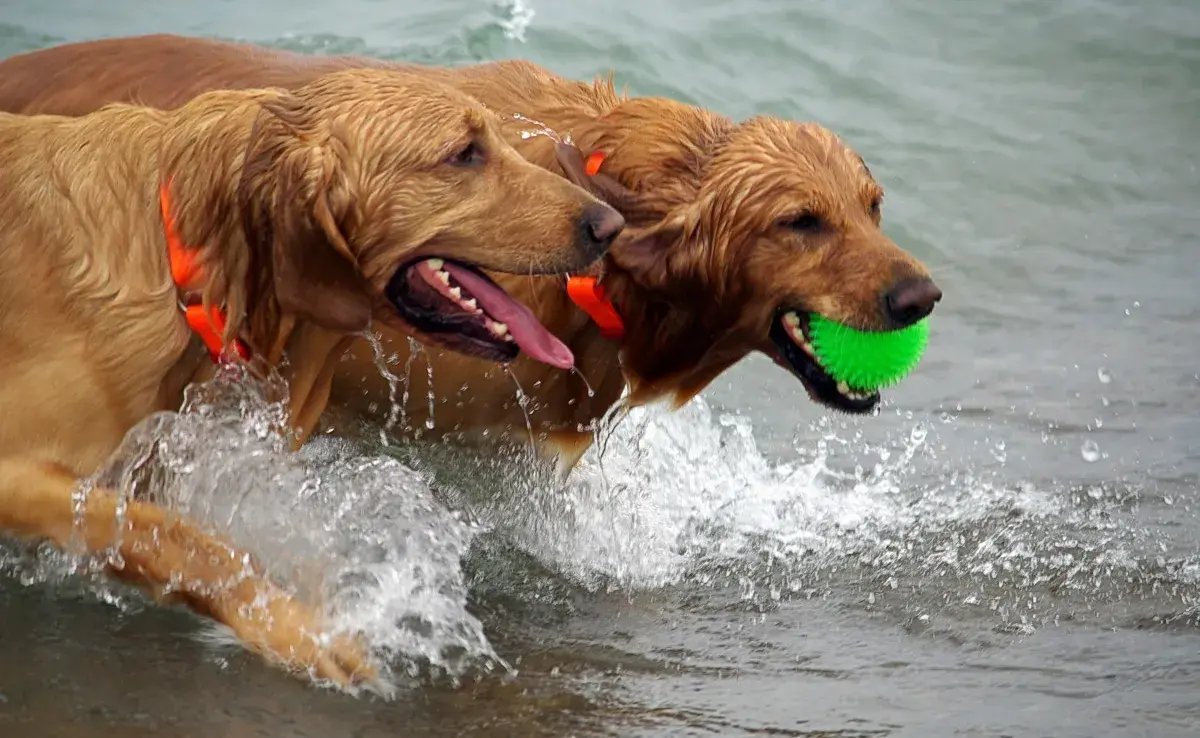 8 razas de perros que más disfrutan jugar con agua