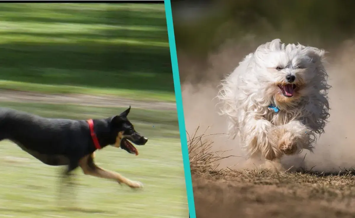 Top 6 de razas de perros para correr, ¡Comparte tu rutina con tu peludo!