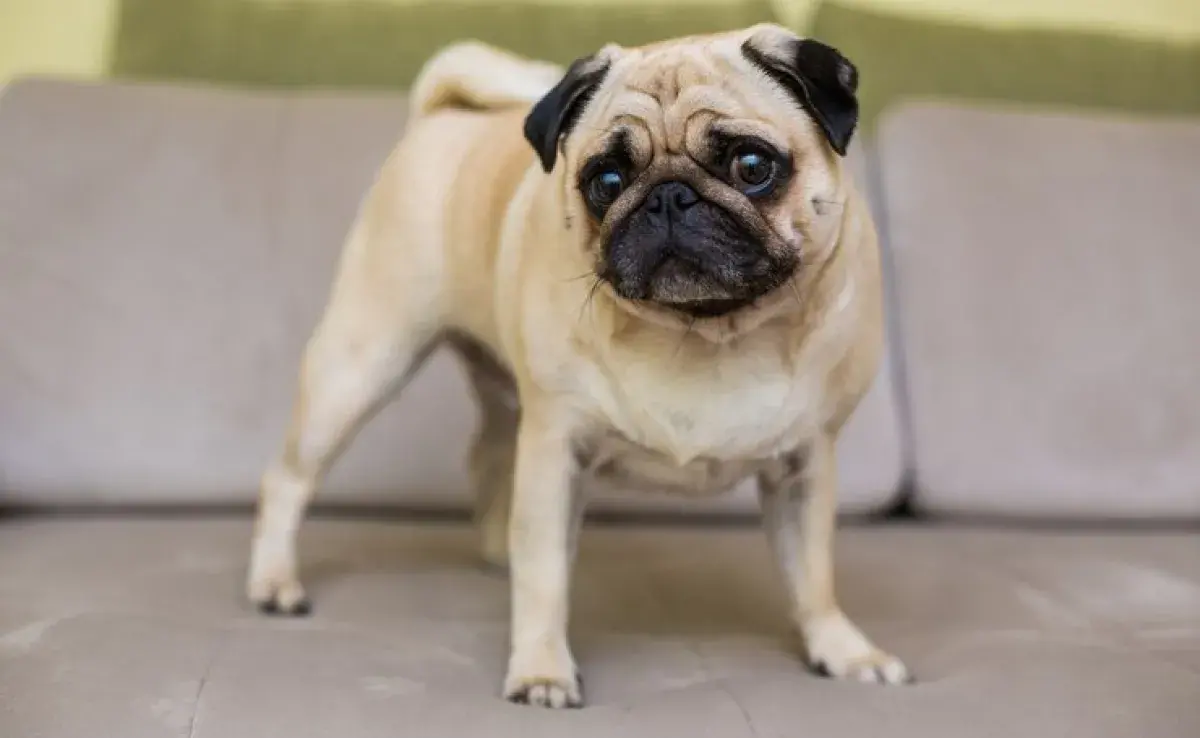 Pugmanía: esto es lo que debes saber antes de adoptar un pug