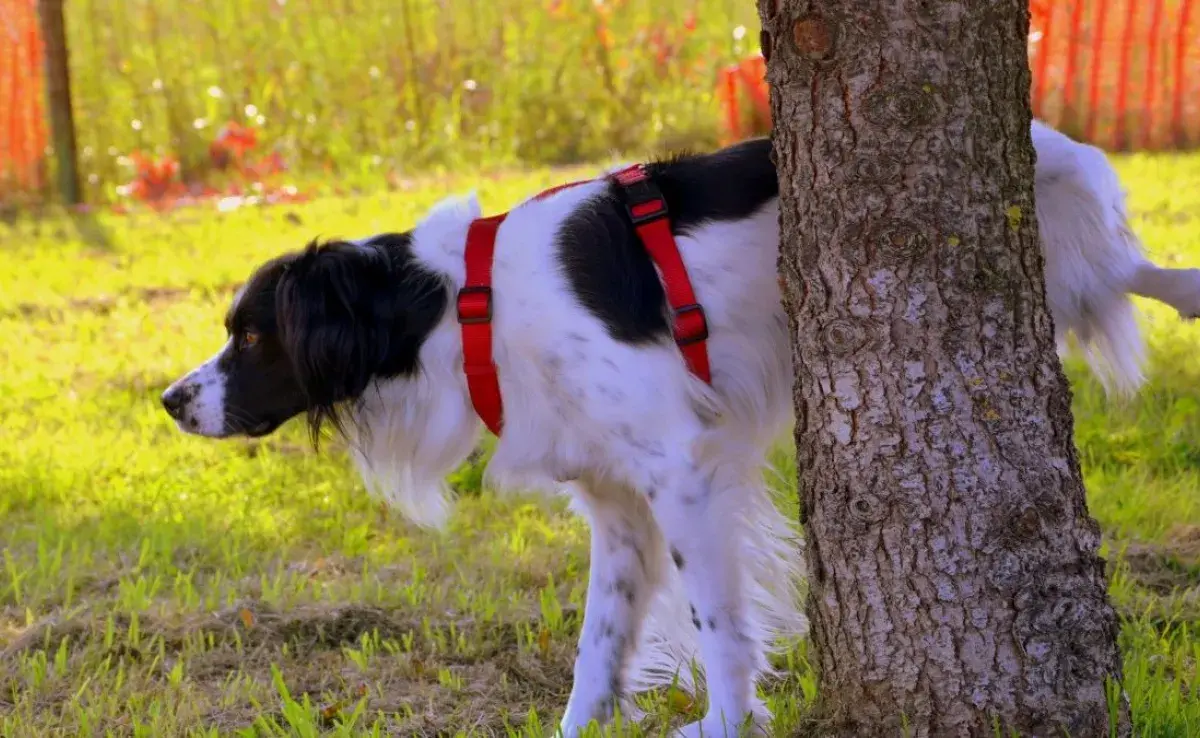 Repelente casero para perros, ¡No más orina dentro de casa!