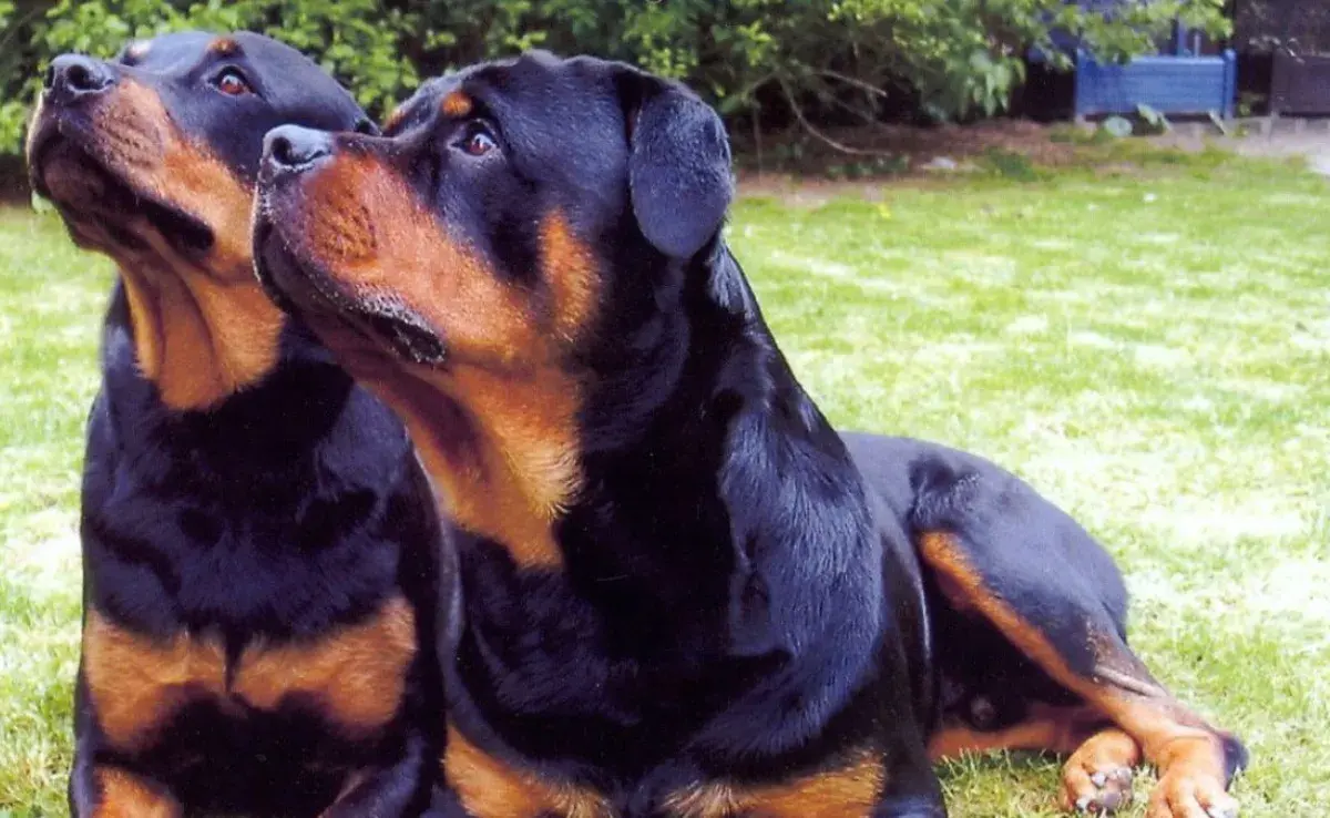 ¿Rottweiler es un perro peligroso?