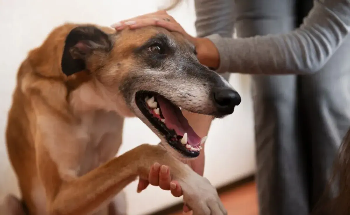 Síndrome de Cushing en perros, conócelo para poder ayudar a tu mascota