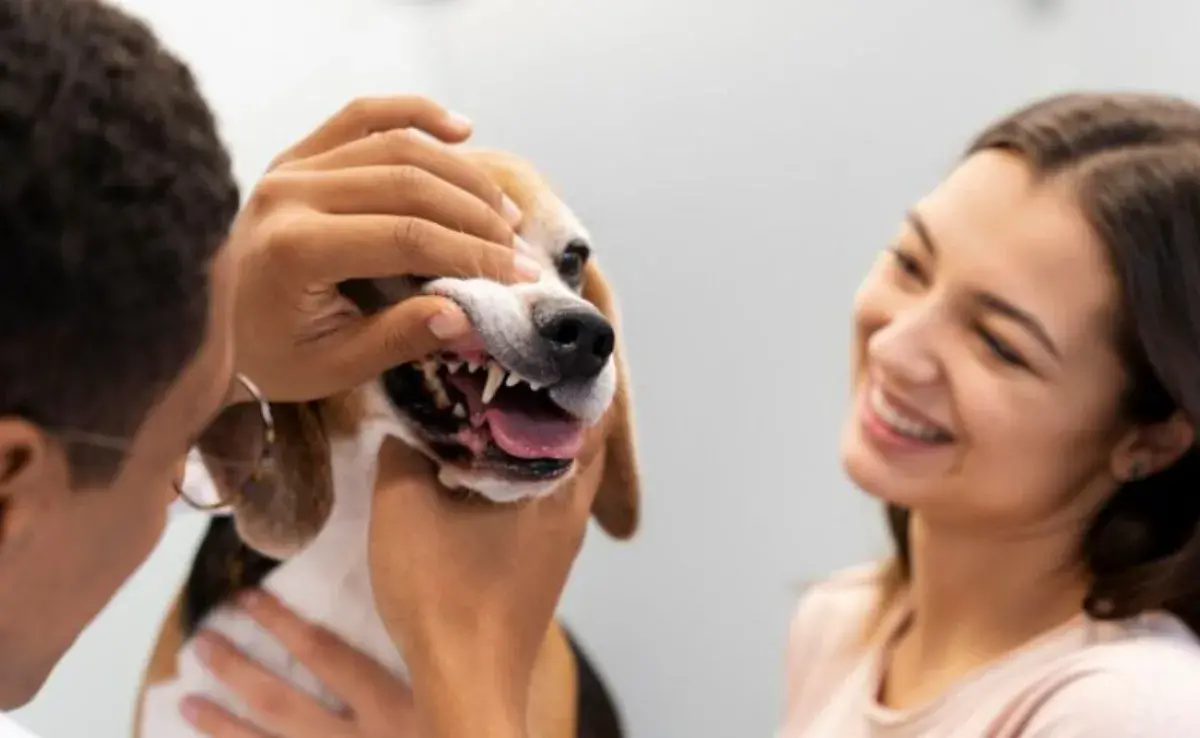 Así puedes eliminar el sarro de la dentadura de tu perro