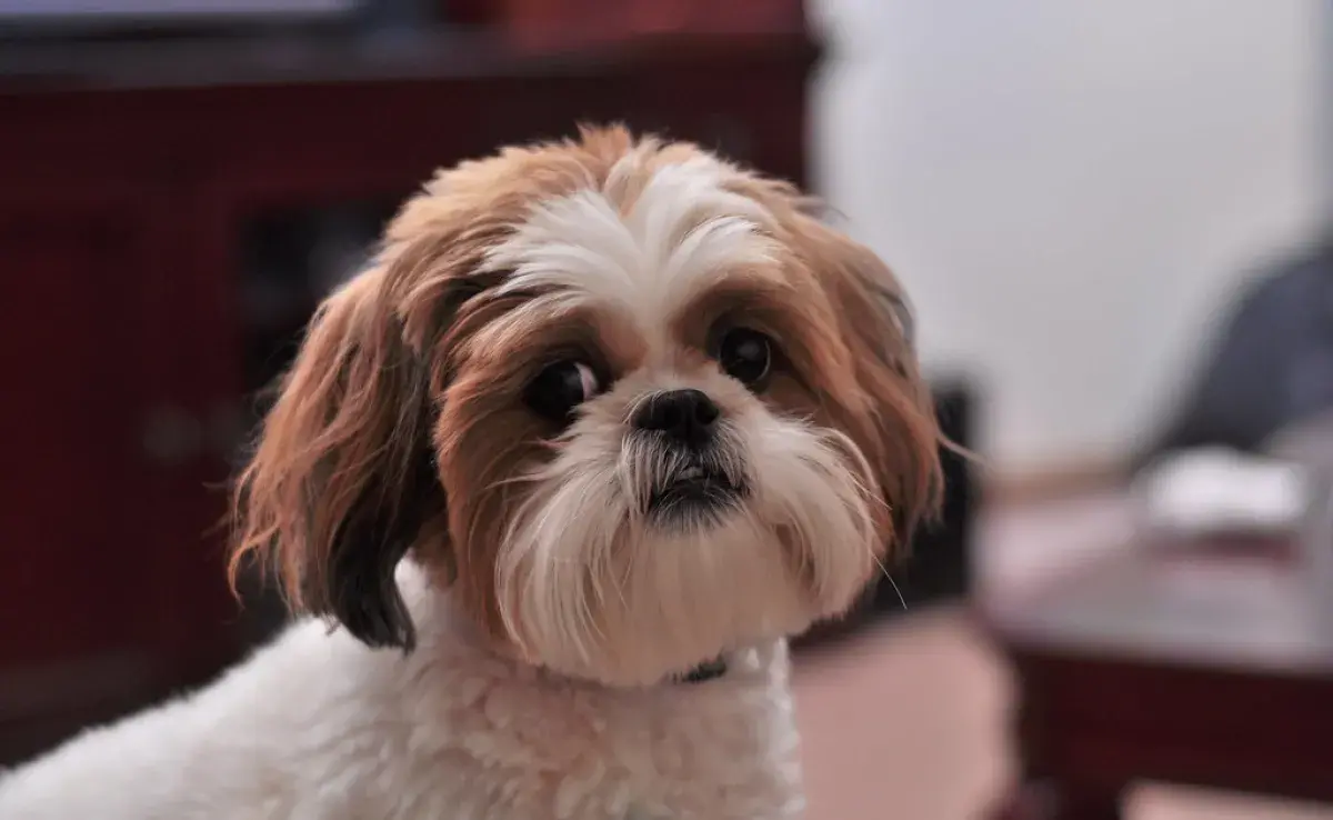 Shih Tzu, ¿qué cuidados especiales debe tener esta raza?