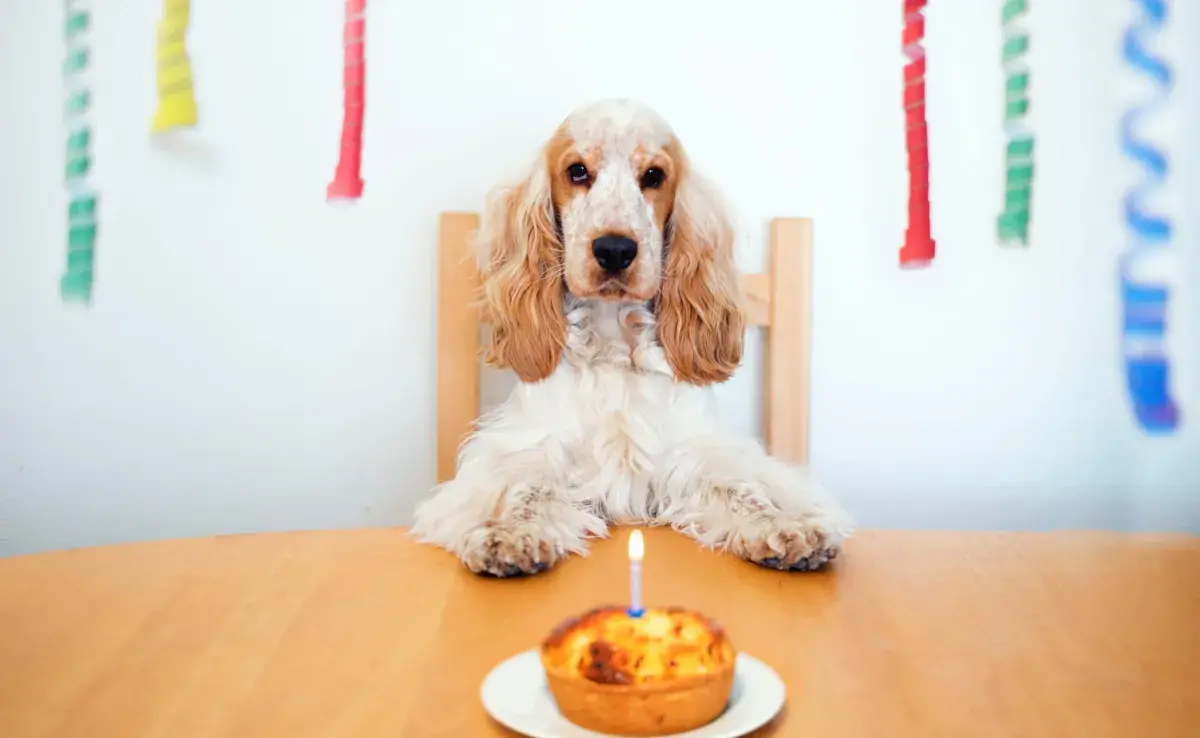 Torta para perros hecha en casa 