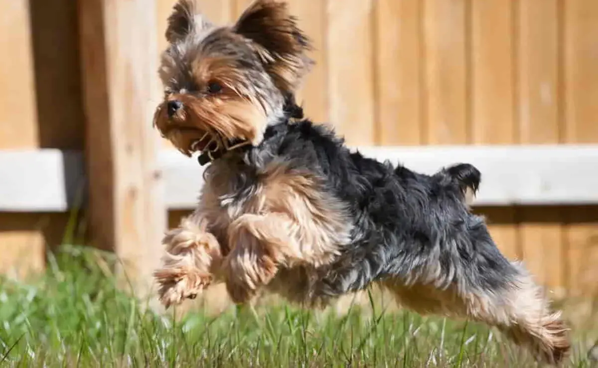 Perros Yorkie mini, conoce a estos adorables perritos