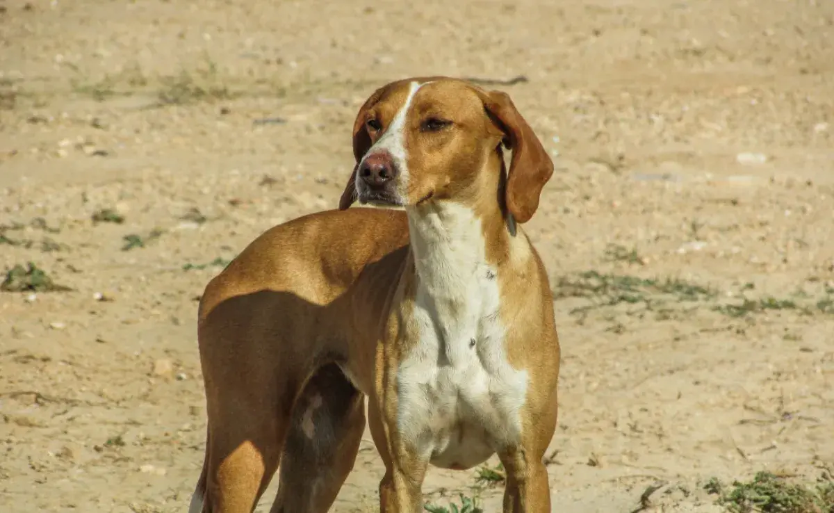 ¿Cuál es el perro zorrero? Este es su origen