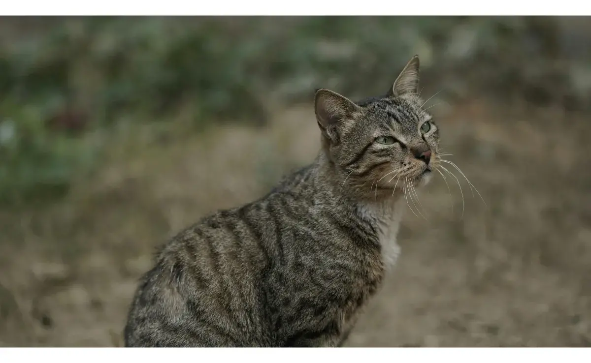 Foto de un gato en la arena. Foto: Pexels