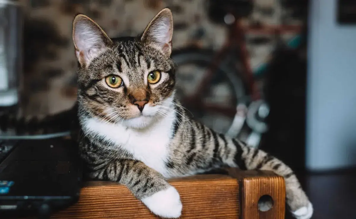 Gato sentado liberando feromonas que benefician su comportamiento. Foto: Pexels/freestocks.org