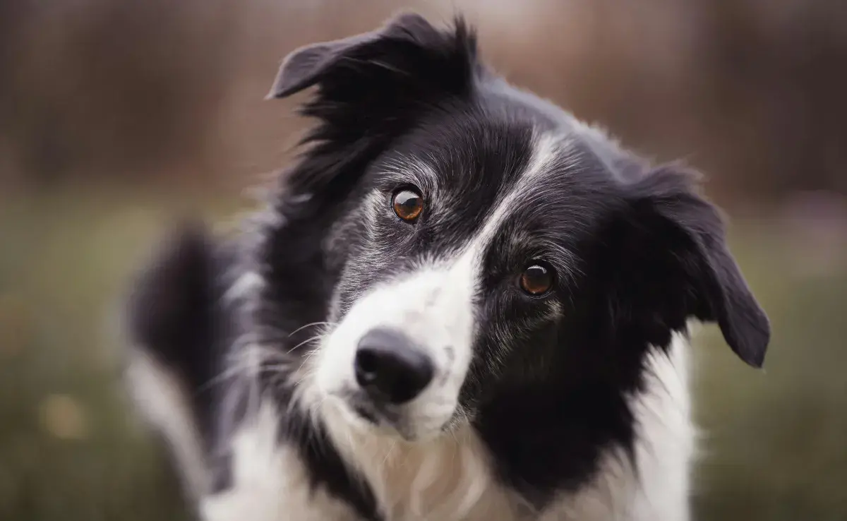 Un Border Collie posando. Foto: Pexels/Alotrobo