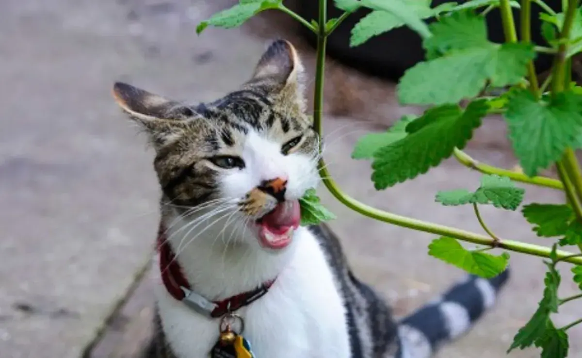 Este es el motivo por el que los gatos aman el catnip