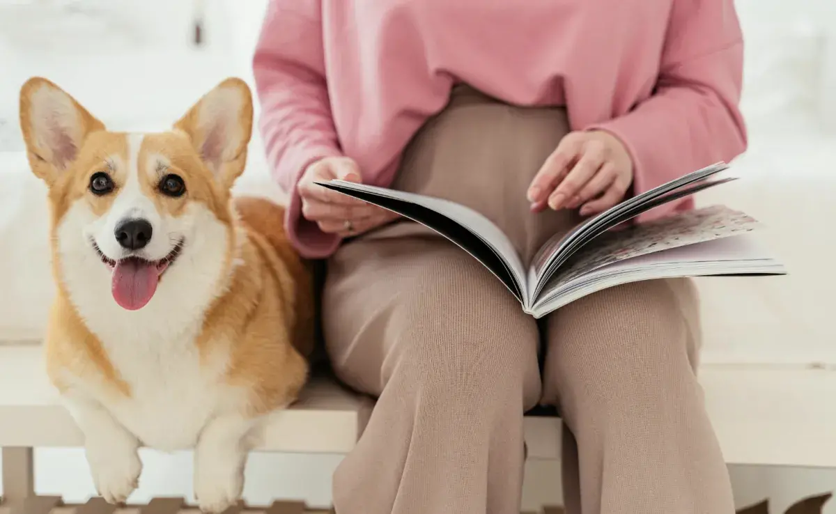 Los corgis son adorables. Foto: Pexels