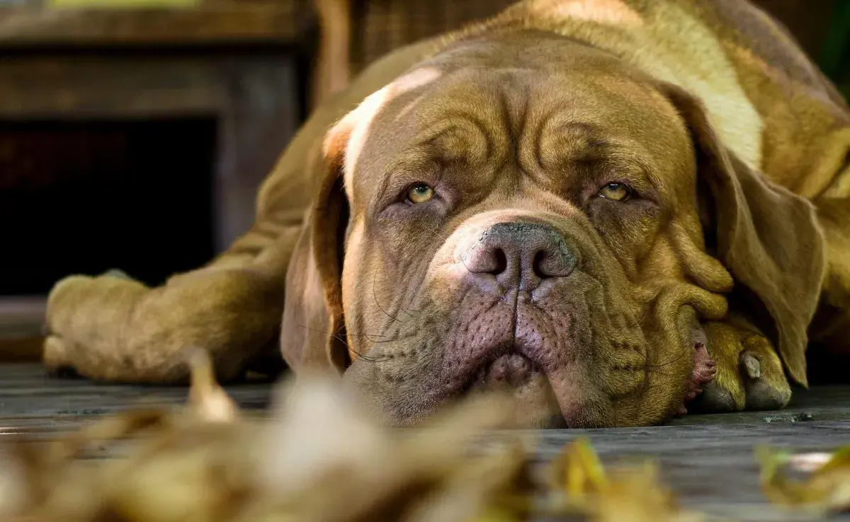 Dogo de Burdeos acostado en el suelo. Foto: Pexels/Marcelo Gonzalez